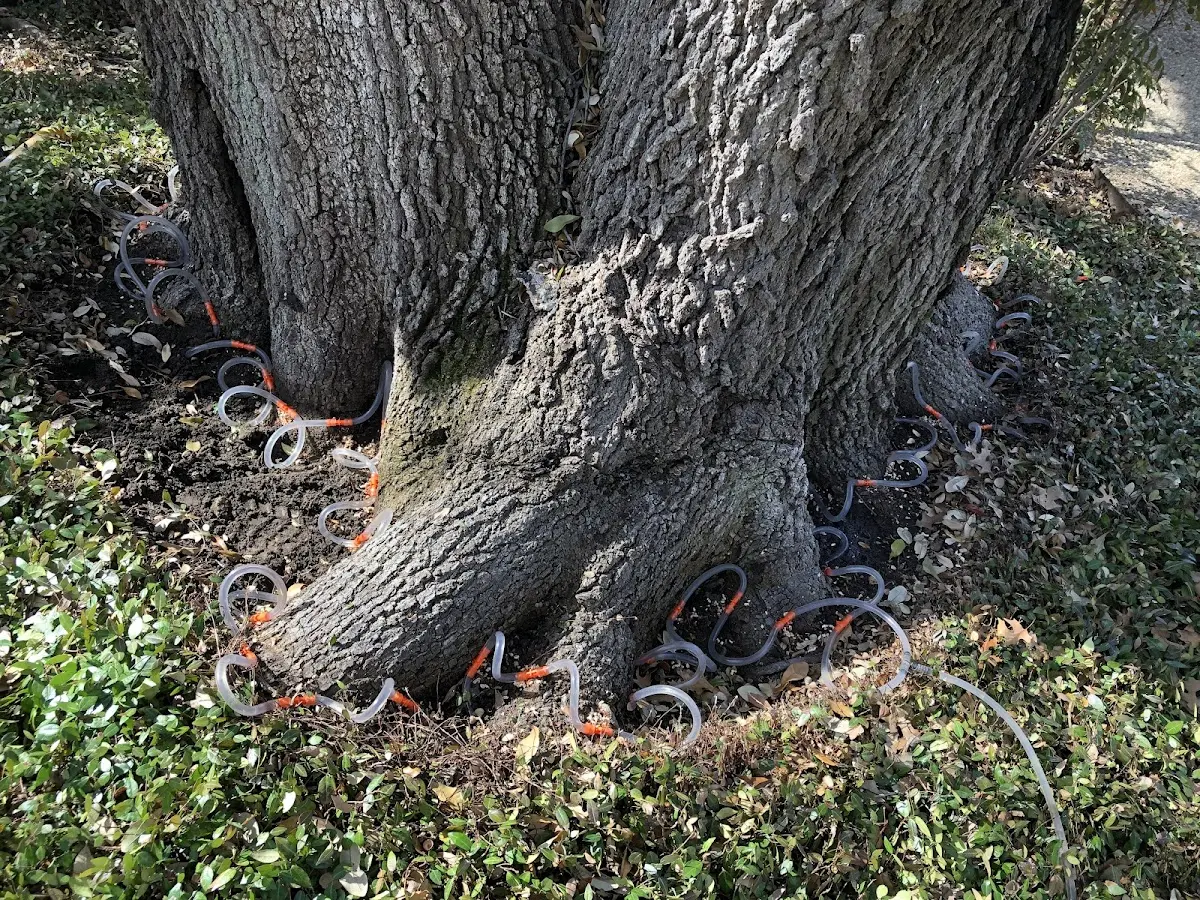 Detailed Tree Cabling and Bracing job site in Cortez